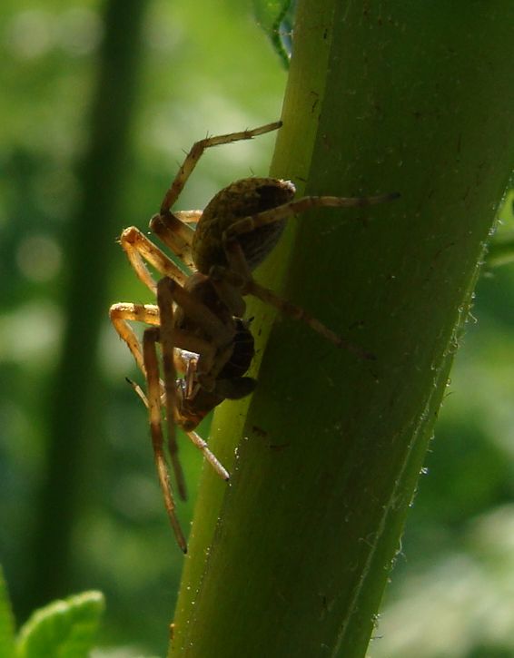 Philodromus sp.