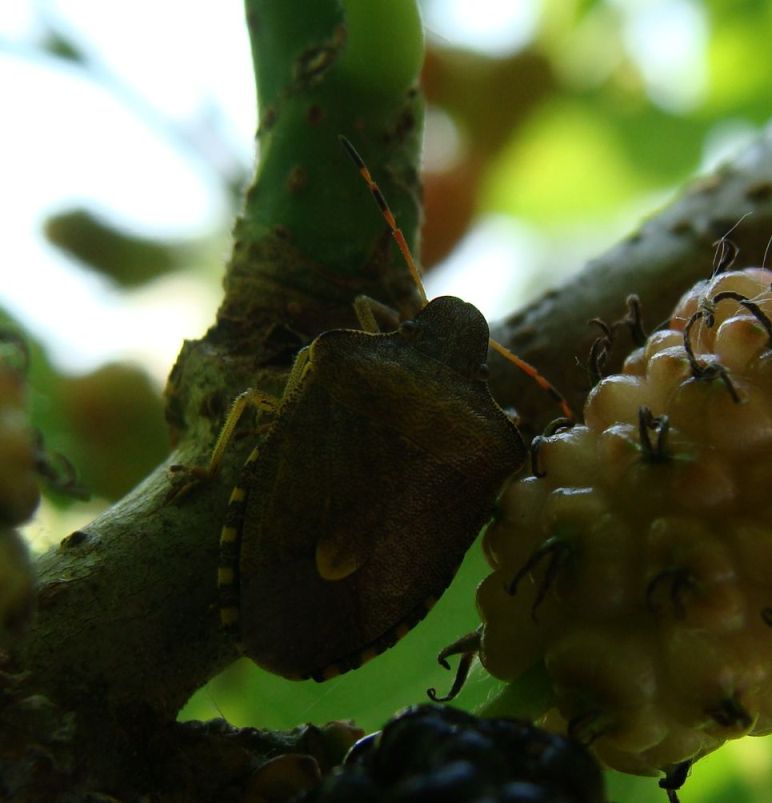 Pentatomidae: Peribalus strictus della Lombardia (MB)