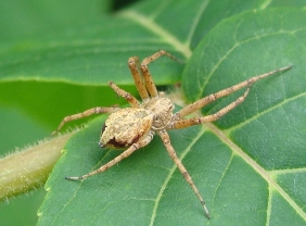 Philodromus sp.