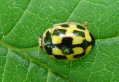 Coccinella: Propylea sp.