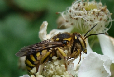 megachilide: Anthidium cfr florentinum