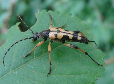 Rutpela maculata