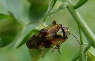 Chi ? Miridae,  Lygus sp..