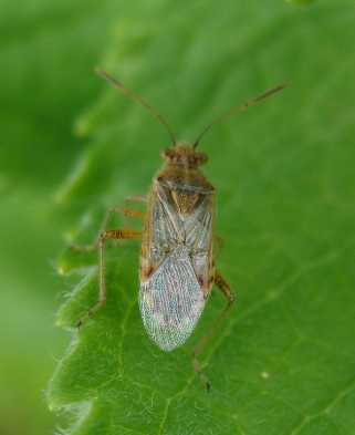 Stessa specie? Rhopalidae: Liorhyssus hyalinus