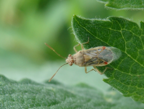 Stessa specie? Rhopalidae: Liorhyssus hyalinus