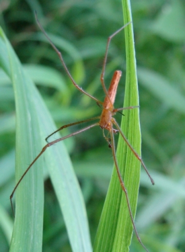 Tetragnatha sp.