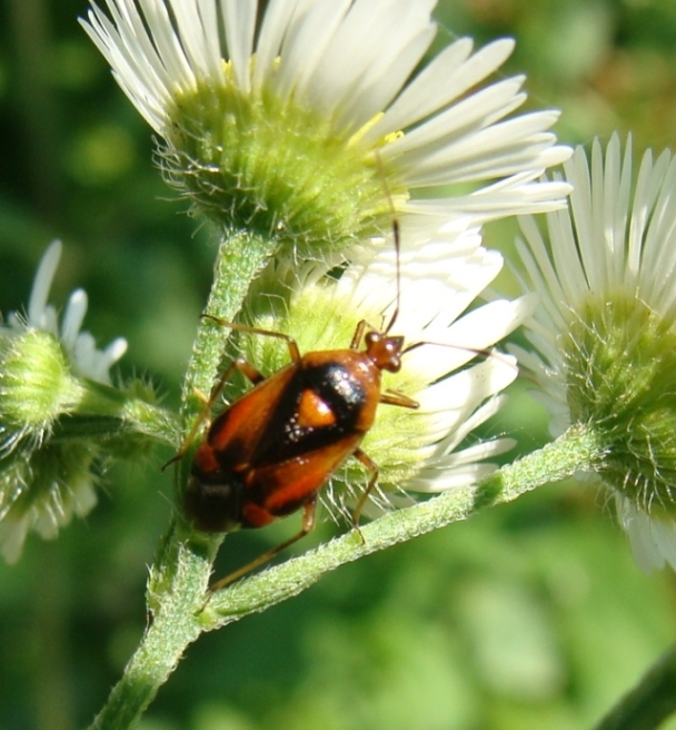 Miridae: Deraeocoris ruber della Lombardia