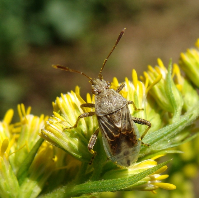 Rhopalidae: Stictopleurus sp. della Lombardia