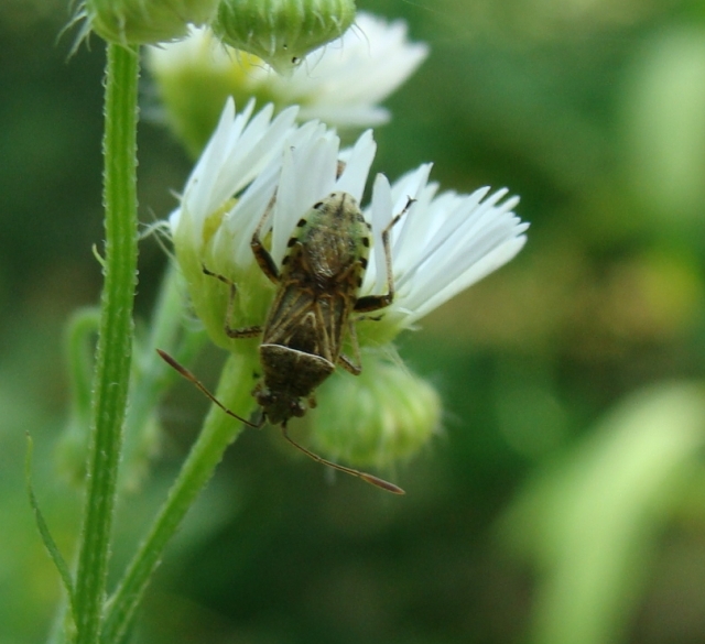 Rhopalidae: Stictopleurus cf punctatonervosus della Lombardi