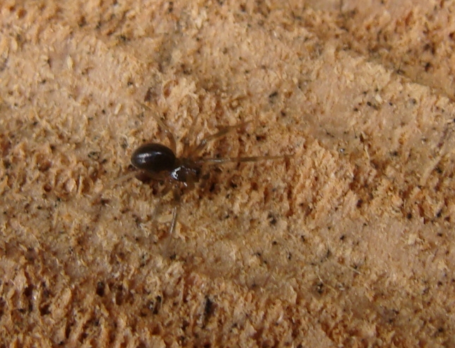 Linyphiidae