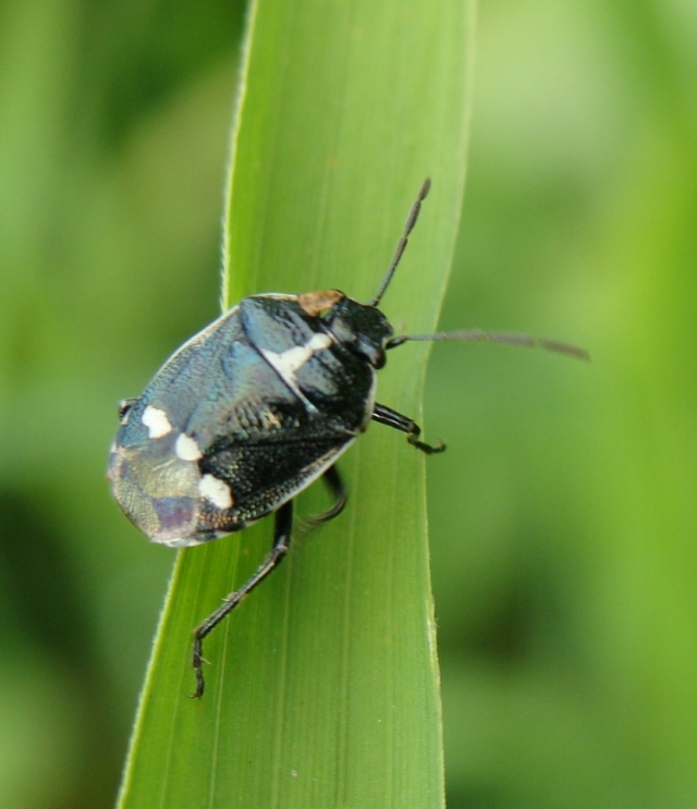 cydnidae? No, Pentatomidae: Eurydema oleracea