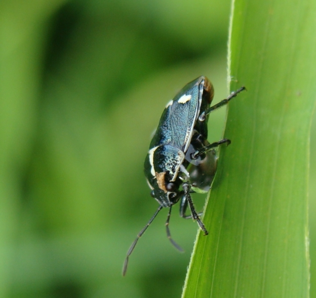 cydnidae? No, Pentatomidae: Eurydema oleracea