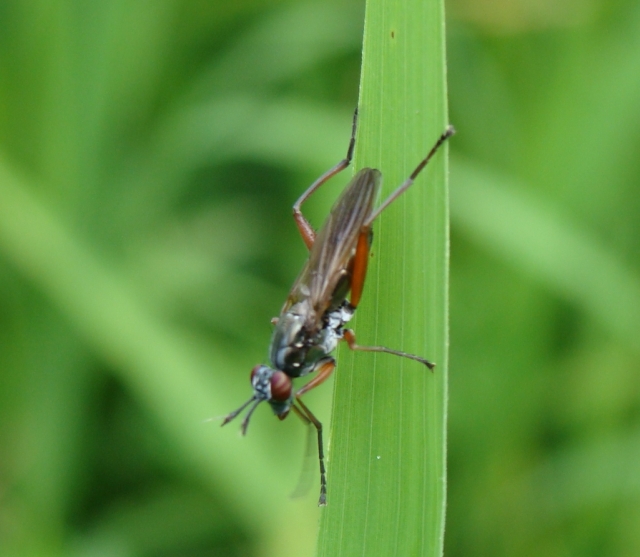 Sepedon sphegea (Sciomyzidae)