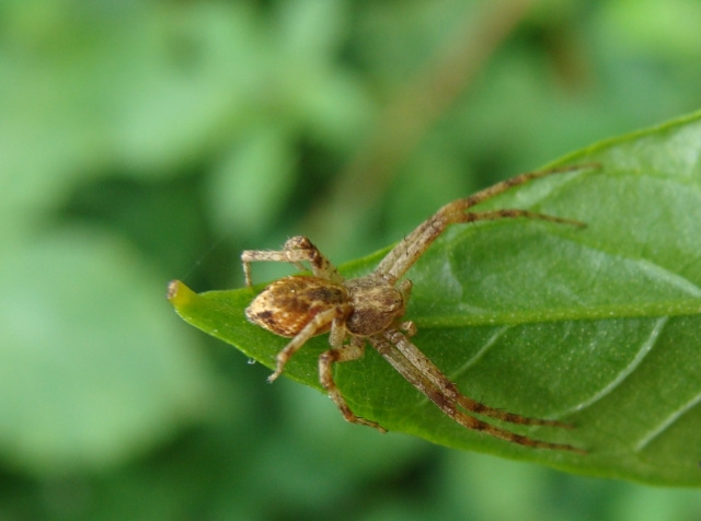 Philodromus sp.