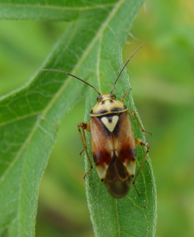 Miridae: Lygus pratensis della Lombardia