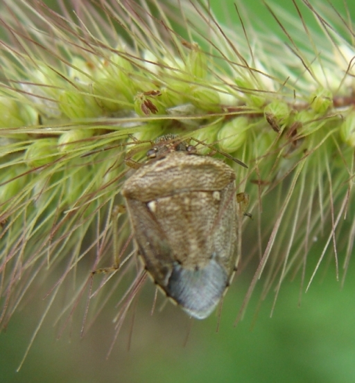 Pentatomide? S, Eysarcoris ventralis della Lombardia