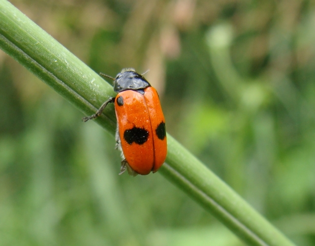 crisomelide da id: Clytra laeviuscula