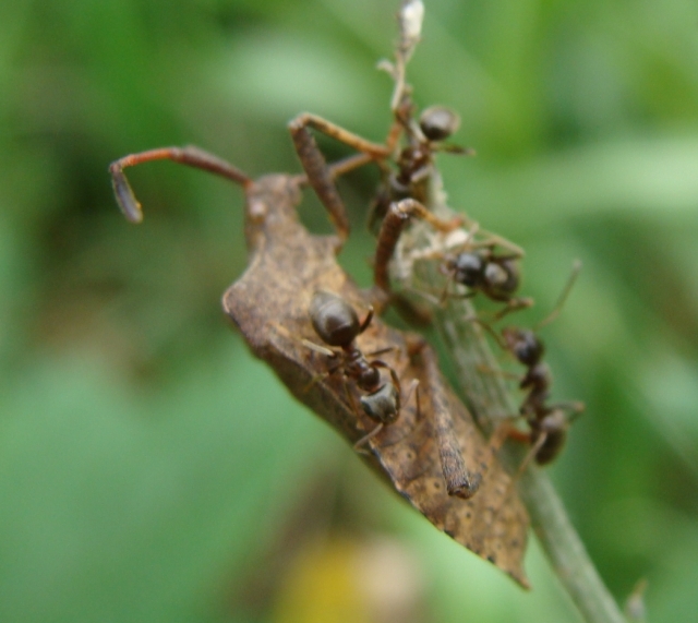 Lasius sp. sopra eterottero