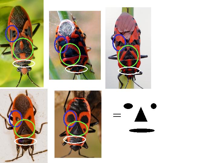 domanda semi seria su colori e disegni