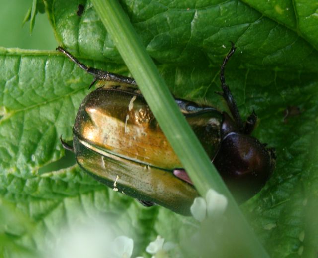 cetonia aurata