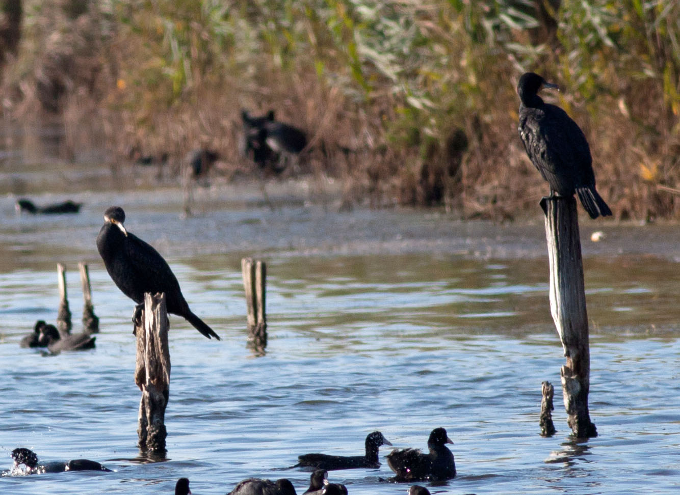 help id strano cormoran...oide