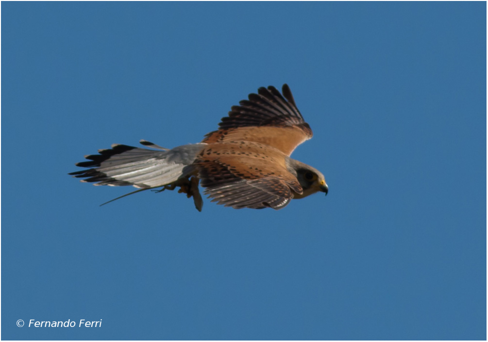 Gheppio (Falco tinnunculus) con preda