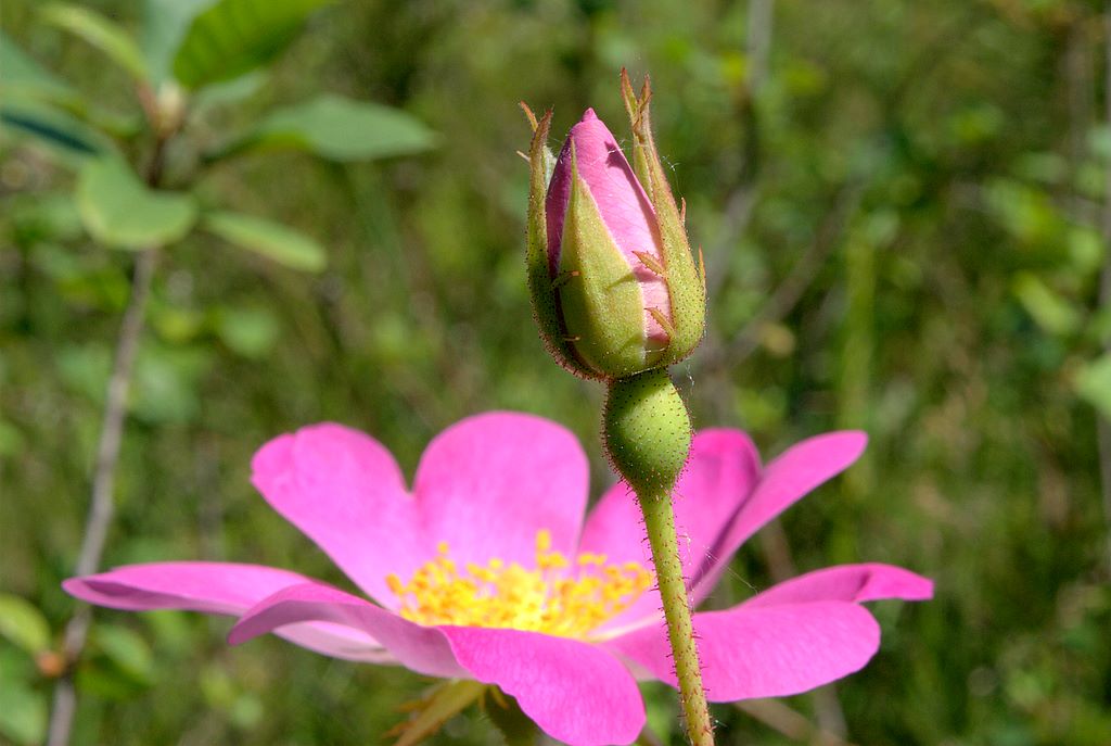 Rosa gallica / Rosa serpeggiante