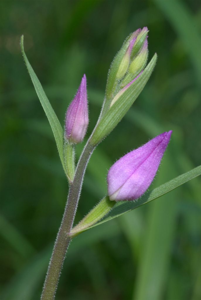 Cephalanthera rubra