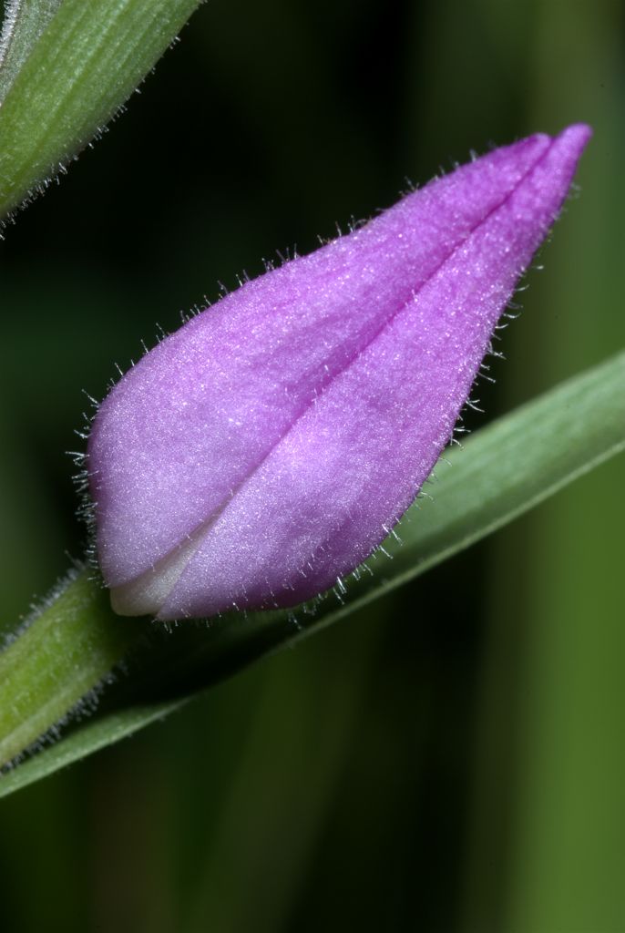 Cephalanthera rubra