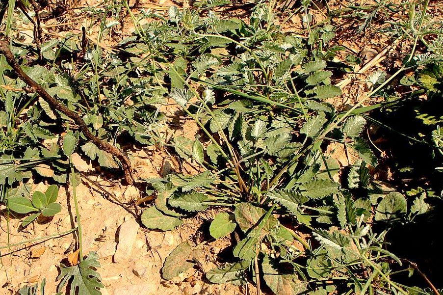 Convolvulus elegantissimus / Convolvolo elegantissimo