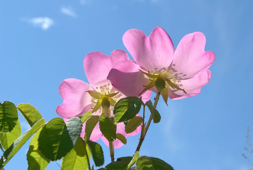 Rosa gallica / Rosa serpeggiante