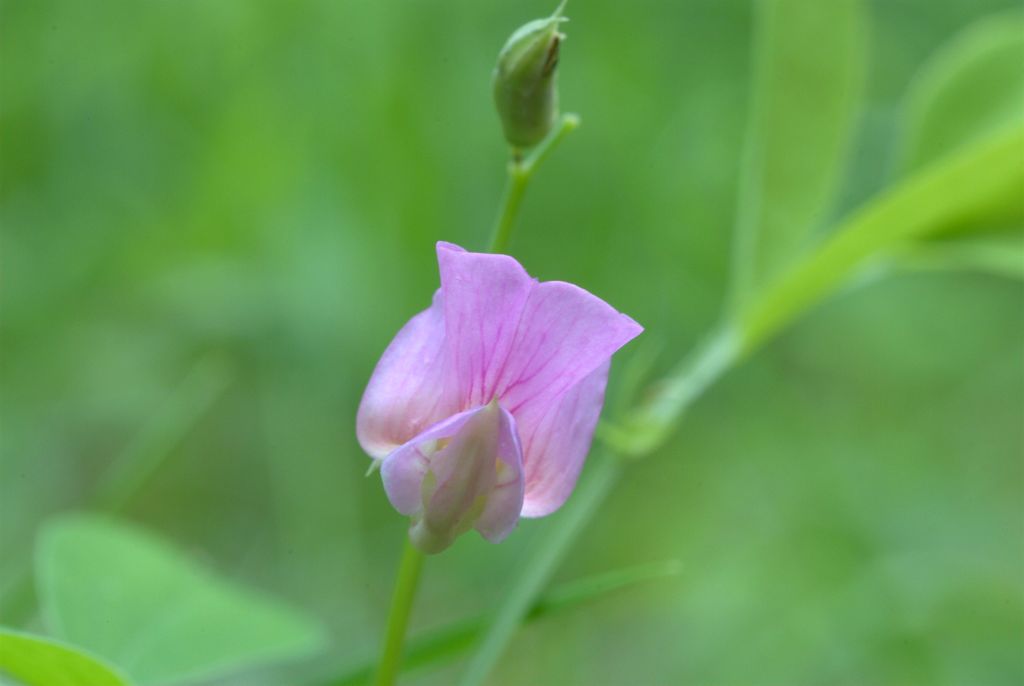 Lathyrus linifolius / Cicerchia a foglie di lino