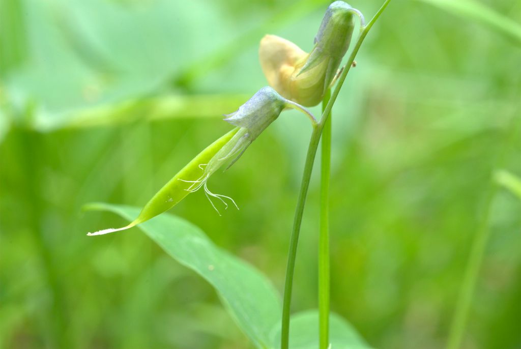 Lathyrus linifolius / Cicerchia a foglie di lino