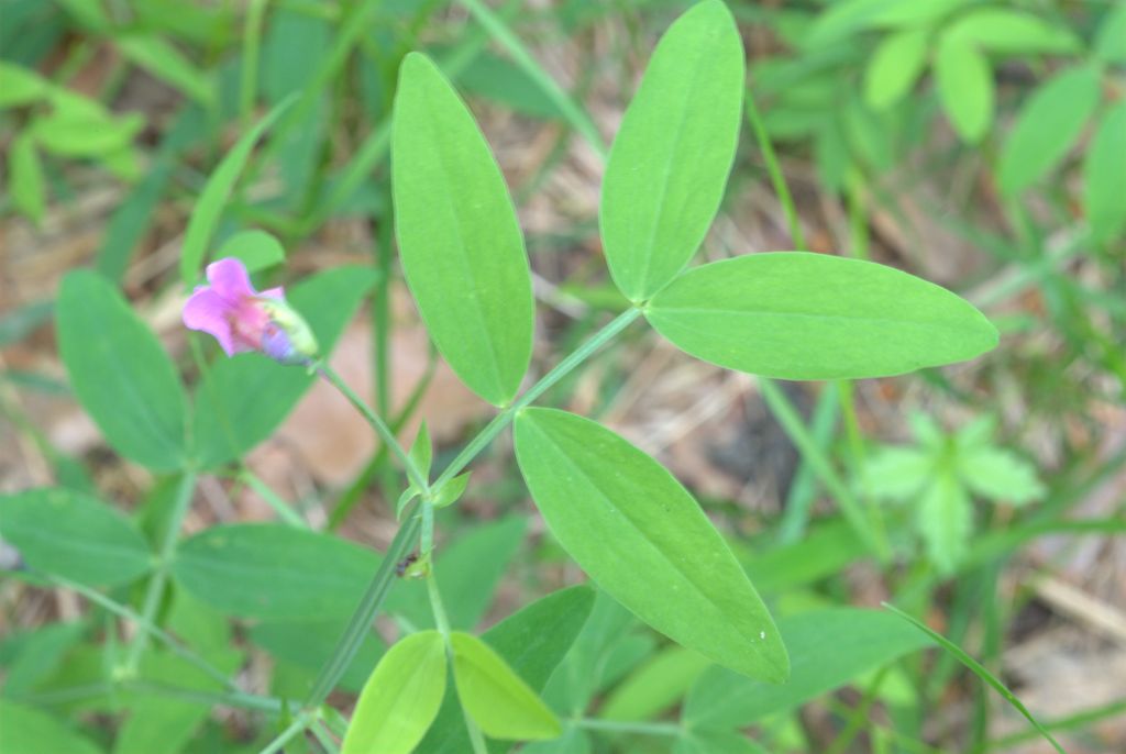 Lathyrus linifolius / Cicerchia a foglie di lino