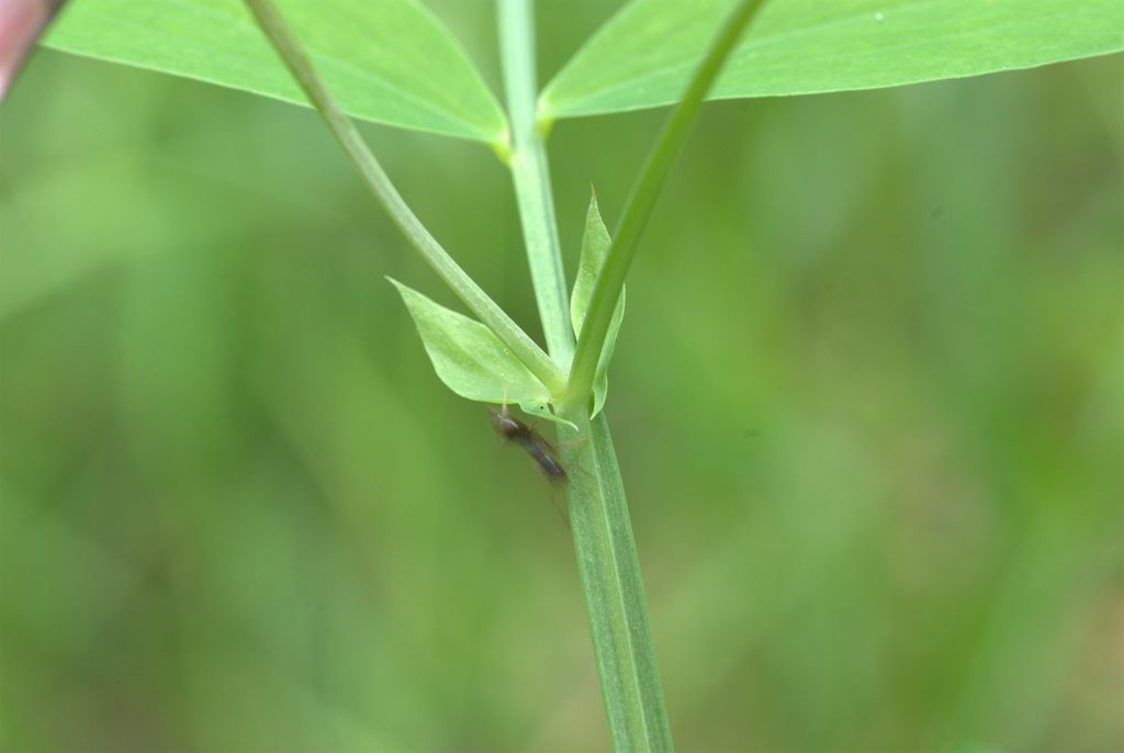 Lathyrus linifolius / Cicerchia a foglie di lino