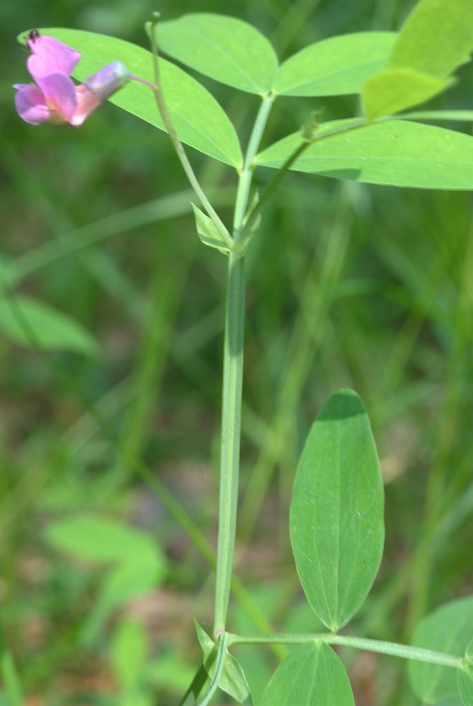 Lathyrus linifolius / Cicerchia a foglie di lino