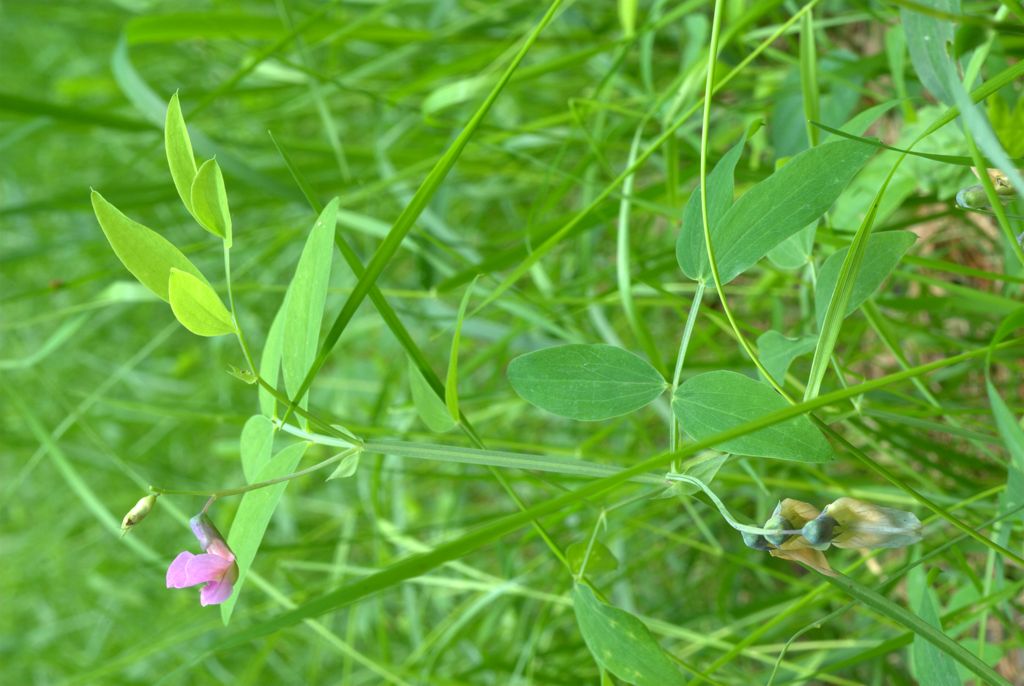 Lathyrus linifolius / Cicerchia a foglie di lino