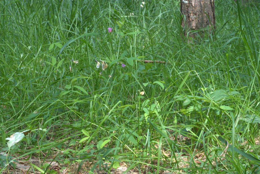 Lathyrus linifolius / Cicerchia a foglie di lino