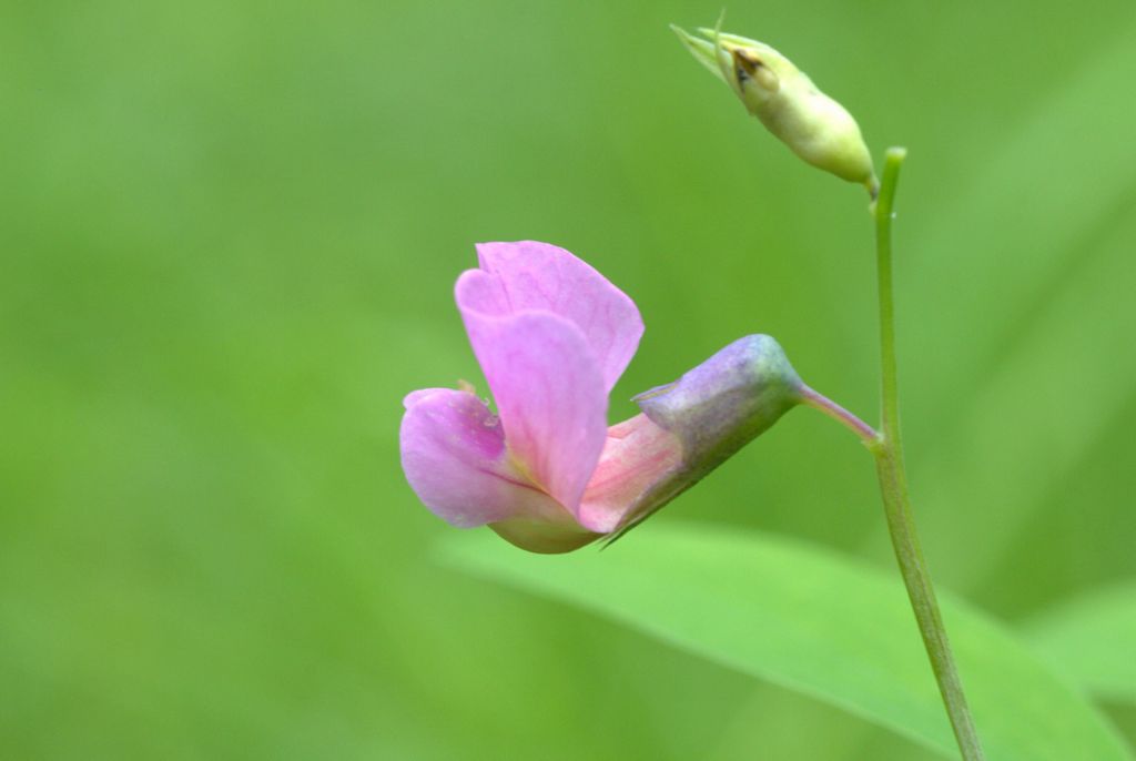 Lathyrus linifolius / Cicerchia a foglie di lino