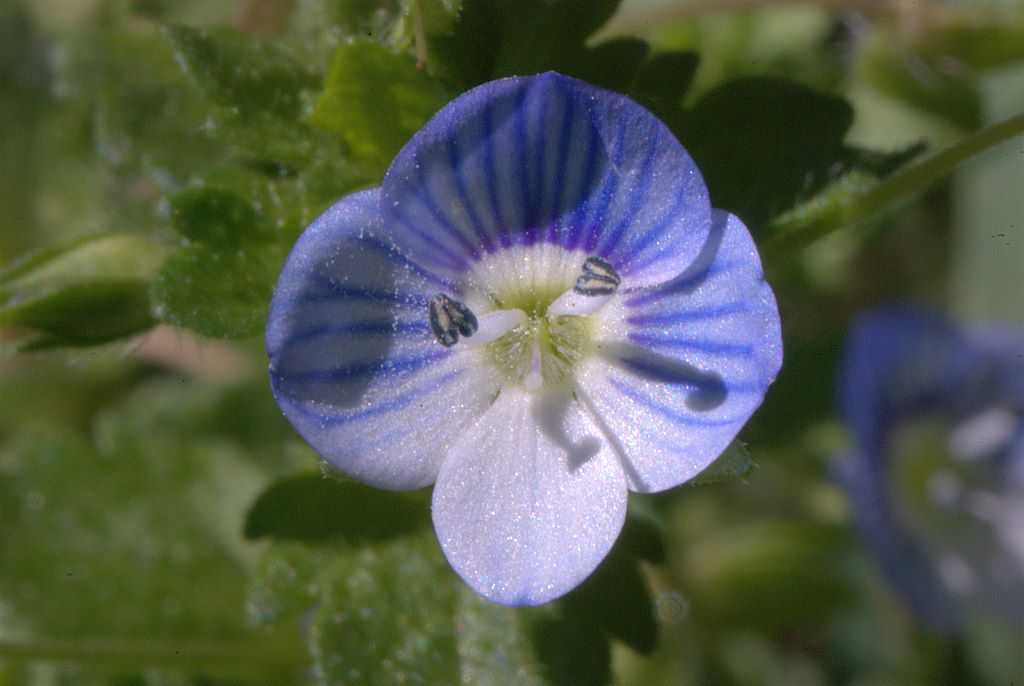 Veronica persica Poir.