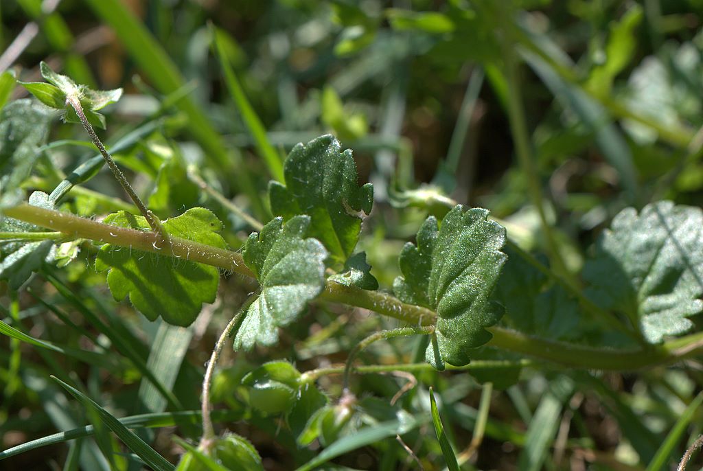 Veronica persica Poir.