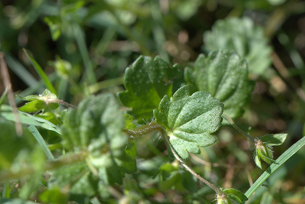 Veronica persica Poir.