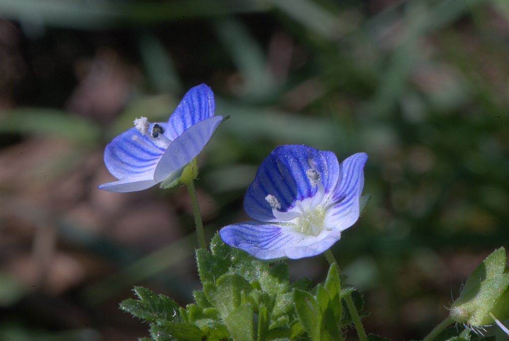 Veronica persica Poir.