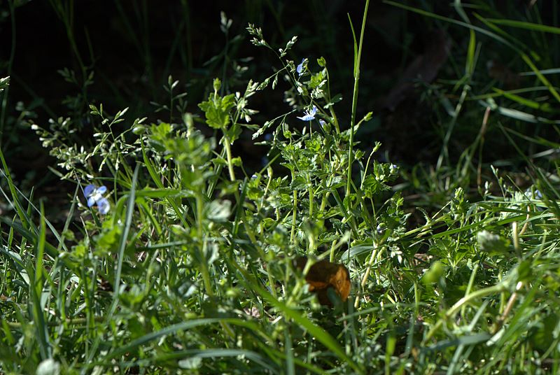 Veronica persica Poir.