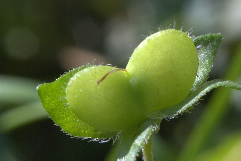 Veronica persica Poir.