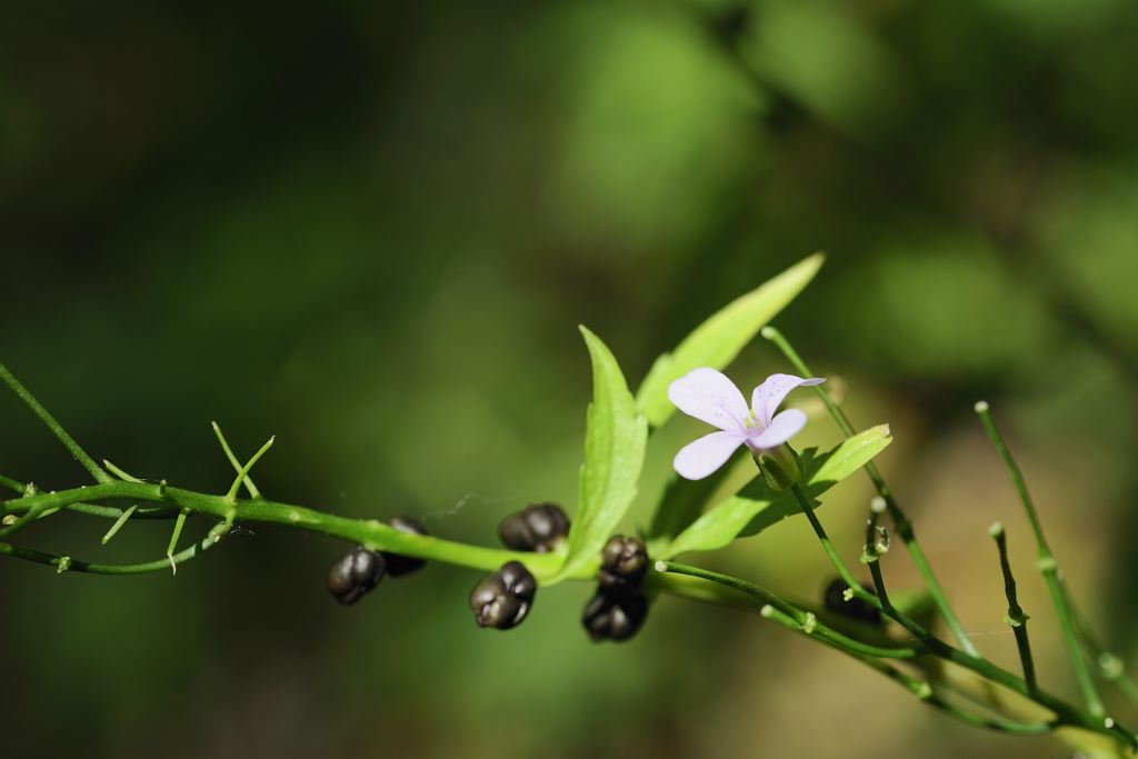 Cardamine bulbifera