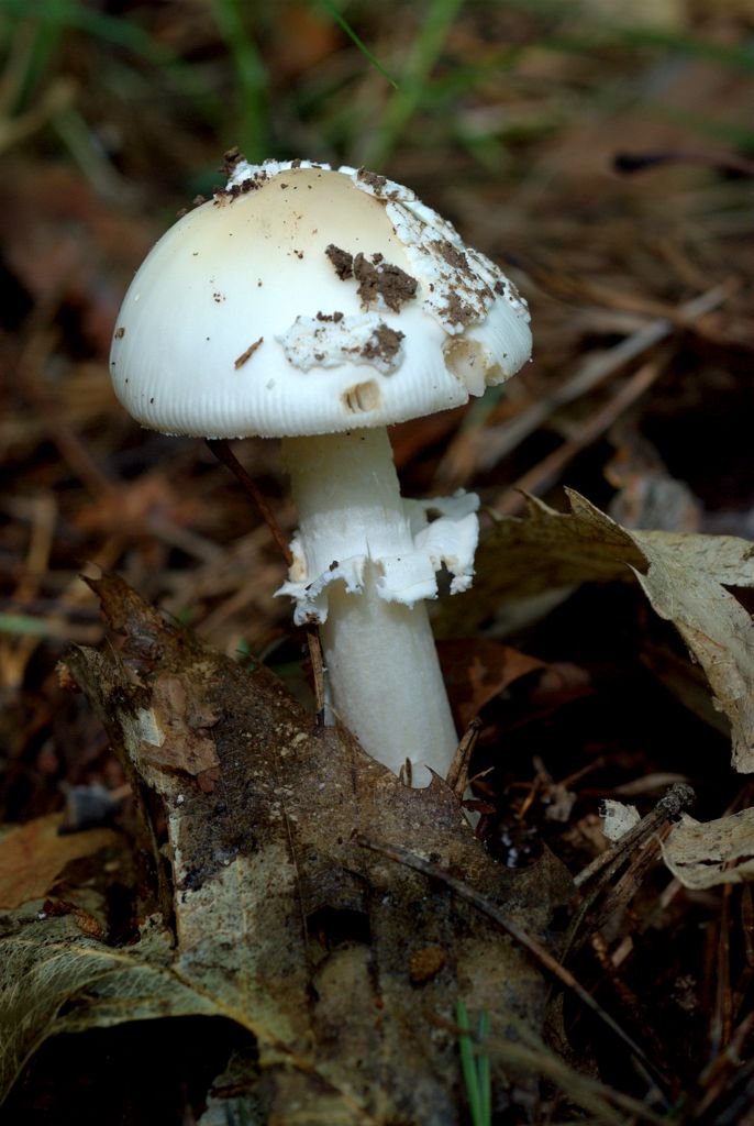 Amanita?