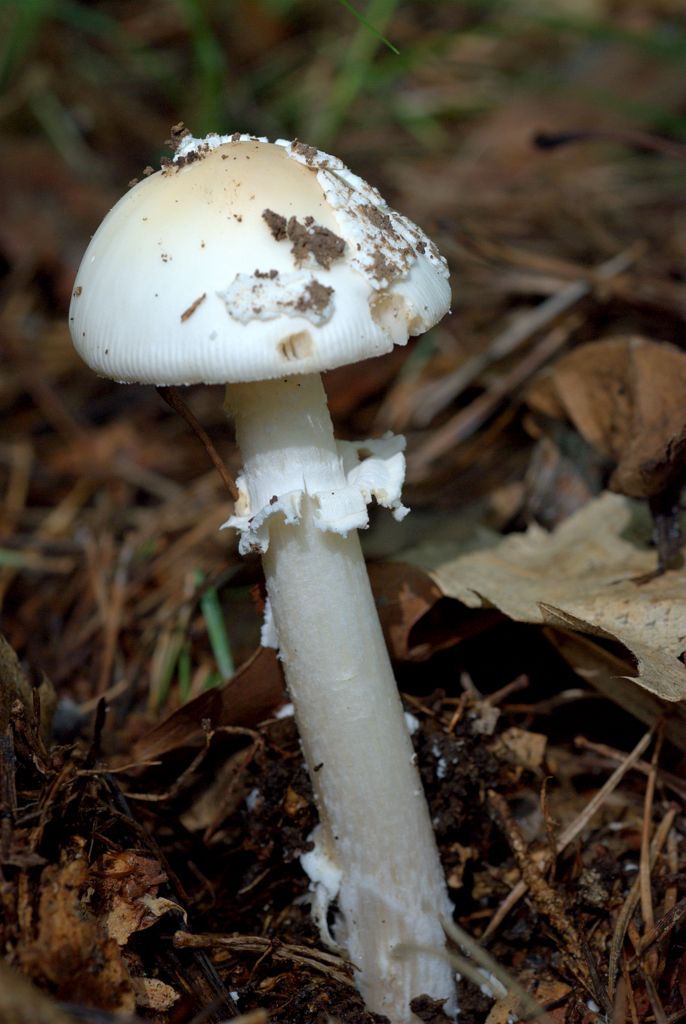 Amanita?