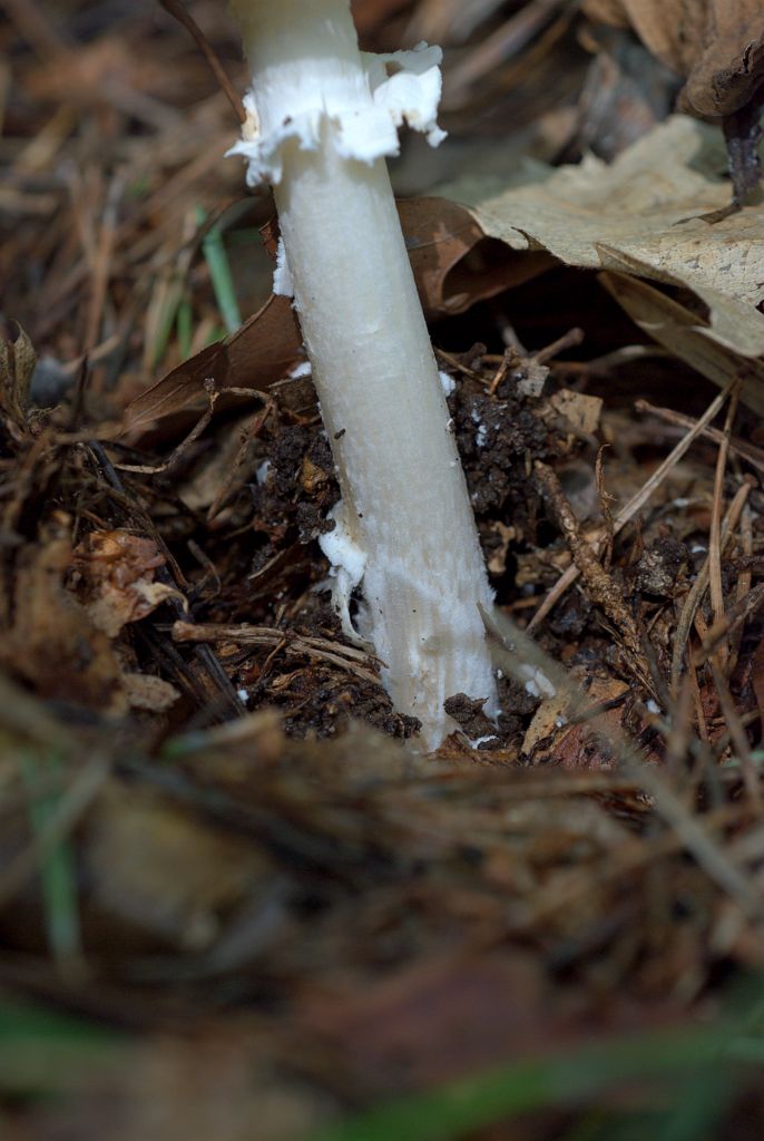 Amanita?