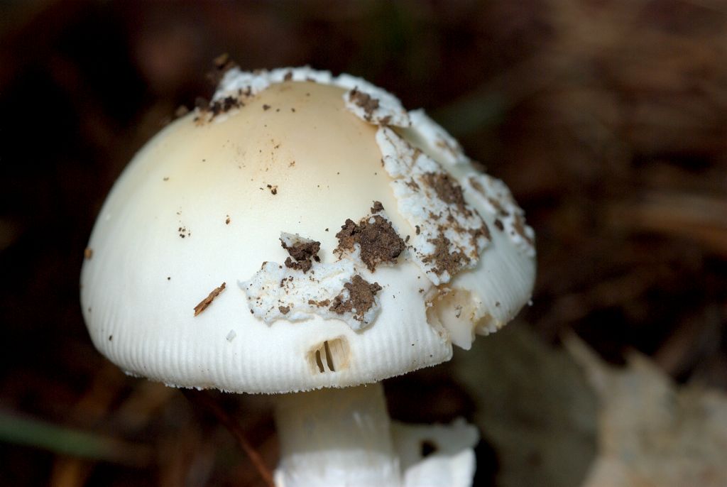 Amanita?